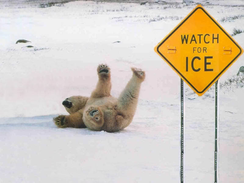 Polar-Bear-slipping-on-ice